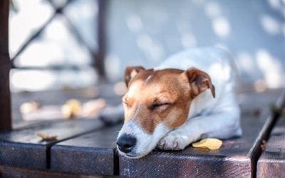 Seven Ways to Make Your Deck Safe for Children and Pets