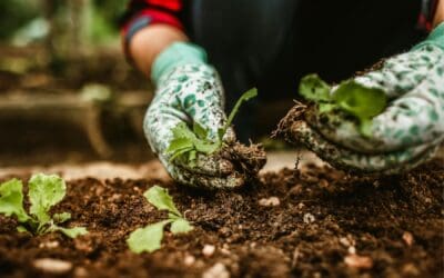 Plant in the Fall: A Guide for the Savvy Homeowner